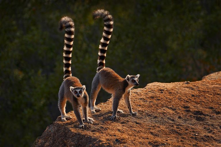 Madagaskar Intensiv ©Ondrej Prosicky/istock